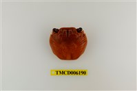 藏品(白紋方蟹)的圖片